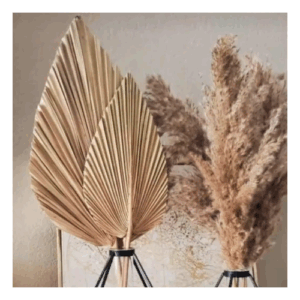 Pampas Grass / Thalakola